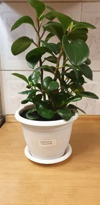 Пеперомия туполистная Peperomia obtusifolia variegata Суккулент Комнатное  растение (ID#1298557143), цена: 280 ₴, купить на Prom.ua