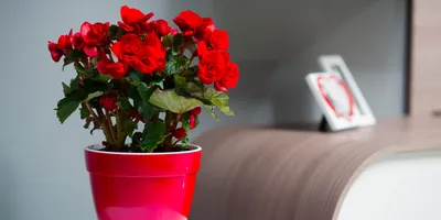 Комнатные растения с красными цветами фото фотографии