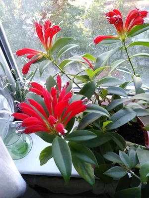 Как называется комнатное растение с красными цветами? - ответы экспертов  7dach.ru