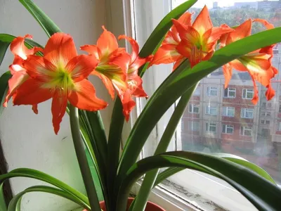 Самые красивые, шикарные и необычные цветущие комнатные цветы |  Glav-Dacha.ru | Дзен