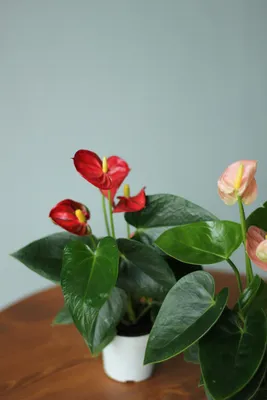 Цветущие комнатные растения купить в Минске - Кошык Кветак