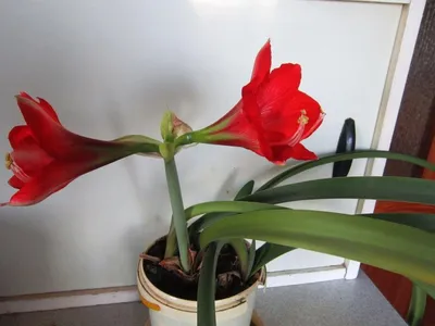 Домашний цветок с красным цветком - красивые фото