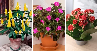 Комнатные растения, цветущие круглый год | СО ВКУСОМ 🍽 | Дзен