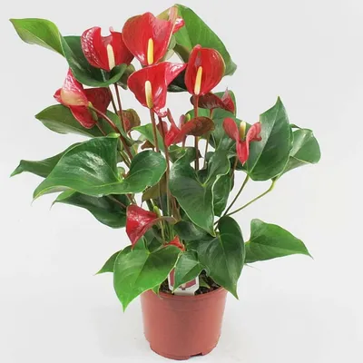 Комнатное растение с красными цветами - 80 фото