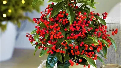 Яркое комнатное растение с красными ягодами круглый год! | GardenLife | Дзен