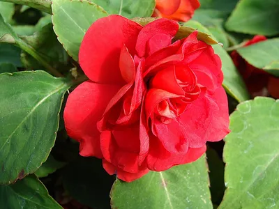 Комнатные цветы с красными бутонами: фото в горшке, название домашних  растений с большими алыми цветами, в том числе вьющаяся лиана, а также как  называется культура с длинными листьями и ярким соцветием в