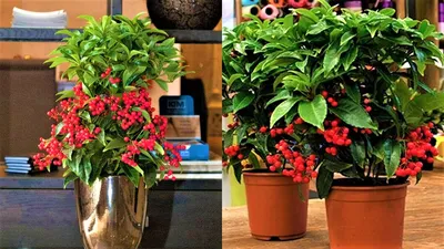 Яркое комнатное растение с красными ягодами круглый год! | GardenLife | Дзен