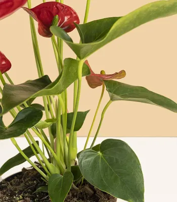каланчоу домашнее растение с красными цветами в белой керамической кастрюле  на подоконнике в солнечный летний день. Стоковое Изображение - изображение  насчитывающей день, украшение: 226569013