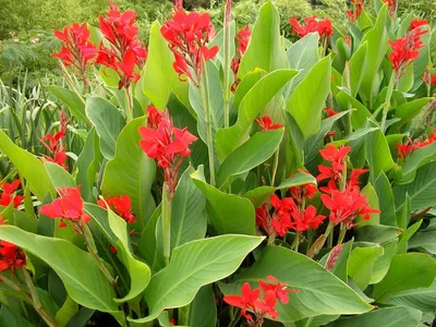Колючий цветок с красными цветами - 64 фото