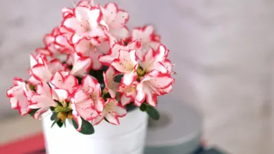 ТОП-5 комнатных растений, которые цветут зимой - BONA FORTE