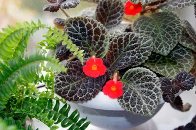 Комнатные растения с красными листьями Моя коллекция цветов - YouTube