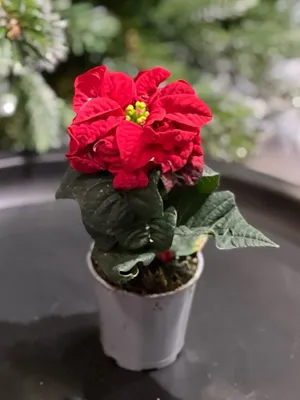 Комнатные растения, цветущие зимой на подоконнике - Добрая сила
