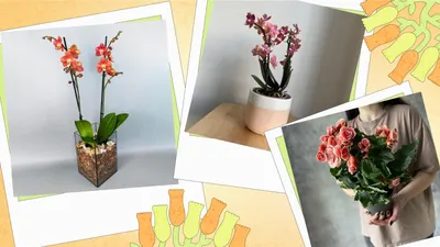 10 потрясающих комнатных фиолетовых растений, которые преобразят ваш дом  или офис | Домашний сад 🪴 Всё о комнатных растениях | Дзен