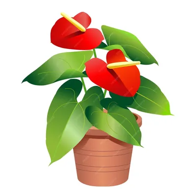 Комнатные растения с красными листьями купить в Москве в интернет-магазине  Bloom Story с доставкой