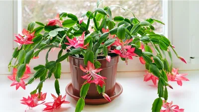 Отзыв о Комнатные цветы \"Антуриум\" | Красивые восковые красные цветы