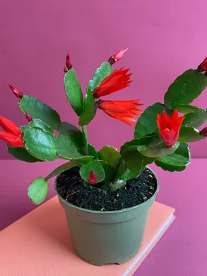 Комнатные растения с розовыми листьями купить в Москве в интернет-магазине  Bloom Story с доставкой