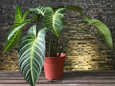 5 самых эффектных комнатных растений с крупными листьями | Комнатные  растения, Домашние растения, Растения