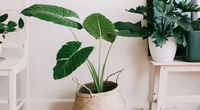 6 растений с крупными листьями, которые сделают вашу квартиру самой  стильной | ivd.ru