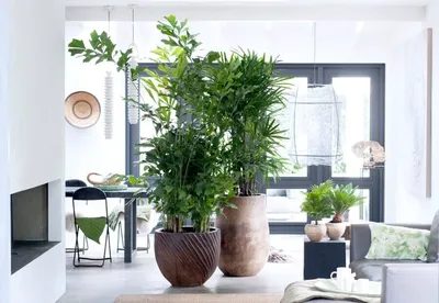 17 комнатных растений, которые привлекают счастье и удачу в дом - Купить  цветы