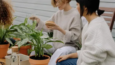 Тренды 2020: самые модные комнатные растения | myDecor