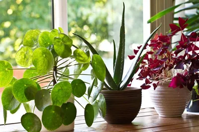 12 лучших комнатных растений с неприлично большими листьями | Будь лучше  каждый день! 💡 | Дзен