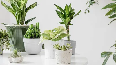 10 больших комнатных растений: какие можно купить в Уфе и где это сделать |  Sobaka.ru