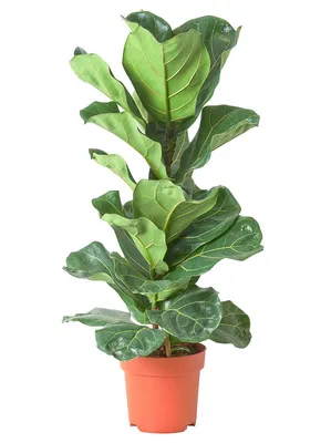 Комнатные растения с вариегатными листьями купить в Москве в  интернет-магазине Bloom Story с доставкой