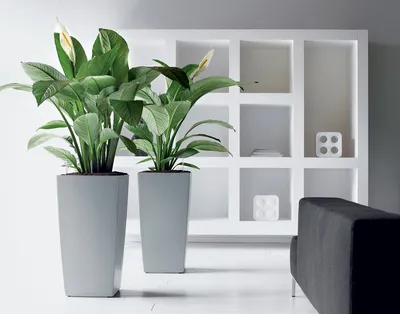 5 растений, которые создадут атмосферу тропиков в обычной квартире | ivd.ru