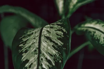 Объемные комнатные растения с большими зелеными листьями PNG , трехмерное  растение, иллюстрация, листовые растения PNG картинки и пнг PSD рисунок для  бесплатной загрузки