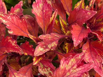 Домашний цветок с разноцветными листьями (73 фото) » НА ДАЧЕ ФОТО