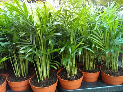 Домашние тропики: 3 растения, которые выживут даже в ванной | Sobaka.ru