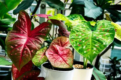 6 самых эффектных комнатных растений с многоцветными листьями | Идеи  посадки растений, Домашние растения, Комнатные растения