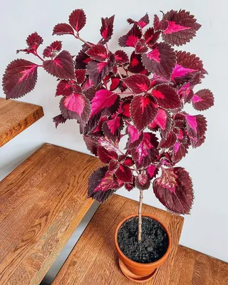 6 самых эффектных комнатных растений с цветными листьями | ВКонтакте