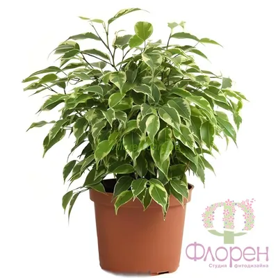 Комнатные растения с вариегатными листьями купить в Москве в  интернет-магазине Bloom Story с доставкой