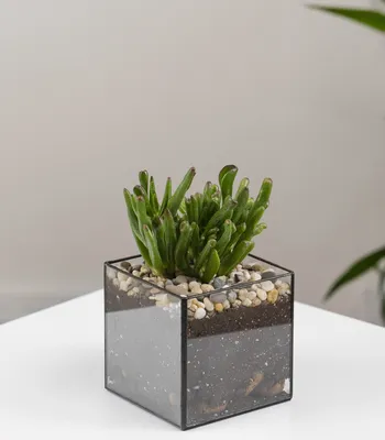 Купить Суккулент Крассула Хоббит в кашпо Кубик мини / Geo Glass с доставкой  / Geo Glass