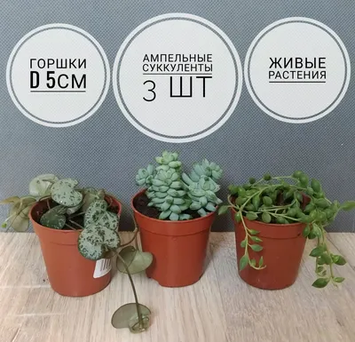 Ампельные суккуленты 3 растения. Сенецио, Седум, Церопегия купить товары  для дома с быстрой доставкой на Яндекс Маркете