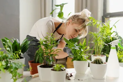 Комнатное растение \"Кактус Зизиб\" купить по низкой цене | \"Кактус Зизиб\" в  интернет-магазине kashpo.store
