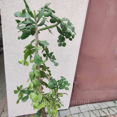 Комнатные растения (Кактусы и суккуленты) Часть 1 | GOFLOWER| Растения для  дома и сада | Дзен