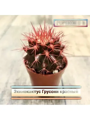 Самые распространенные кактусы и их названия. | Цветы кактуса, Комнатные  травы, Растения