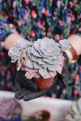 Суккуленты оптом купить- Sigma Flowers Экспорт свежих цветов и растений