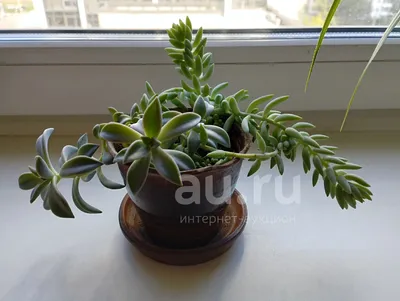 Dila flowers G Живые Суккуленты комнатные растения для декора дома