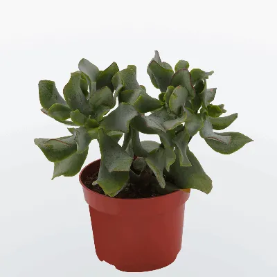 Суккуленты комнатные растения - House Plants - List.am