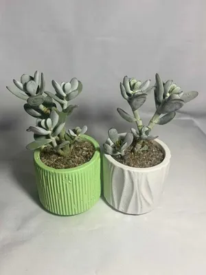 комнатные растения 🪴суккуленты 🌵 (@my_greenlife_taraz) • Instagram photos  and videos