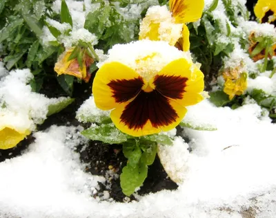 Какие цветы цветут зимой | Флористы Семицветика рассказывают о зимних  растениях