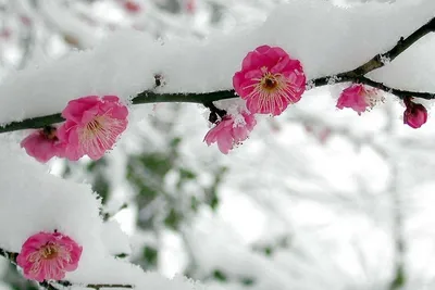 Комнатные растения, цветущие зимой - archidea.com.ua