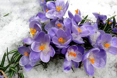 Комнатные цветы цветущие зимой - 69 фото