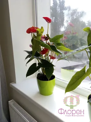 Какие комнатные растения цветут зимой? | Цветы | Дача | Аргументы и Факты