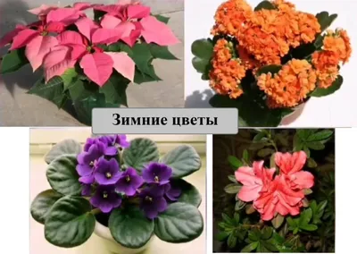 Цветущие домашние цветы зимой - 72 фото