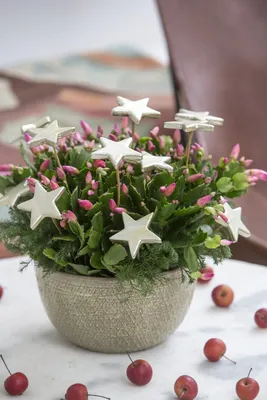 Комнатные растения цветущие зимой или цветы в подарок | Новости |  Интернет-магазин орхидей и декоративных цветов в Москве. У нас вы можете  купить орхидеи с доставкой.