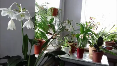 9 неприхотливых комнатных растений, которые будут цвести до весны -  Лайфхакер